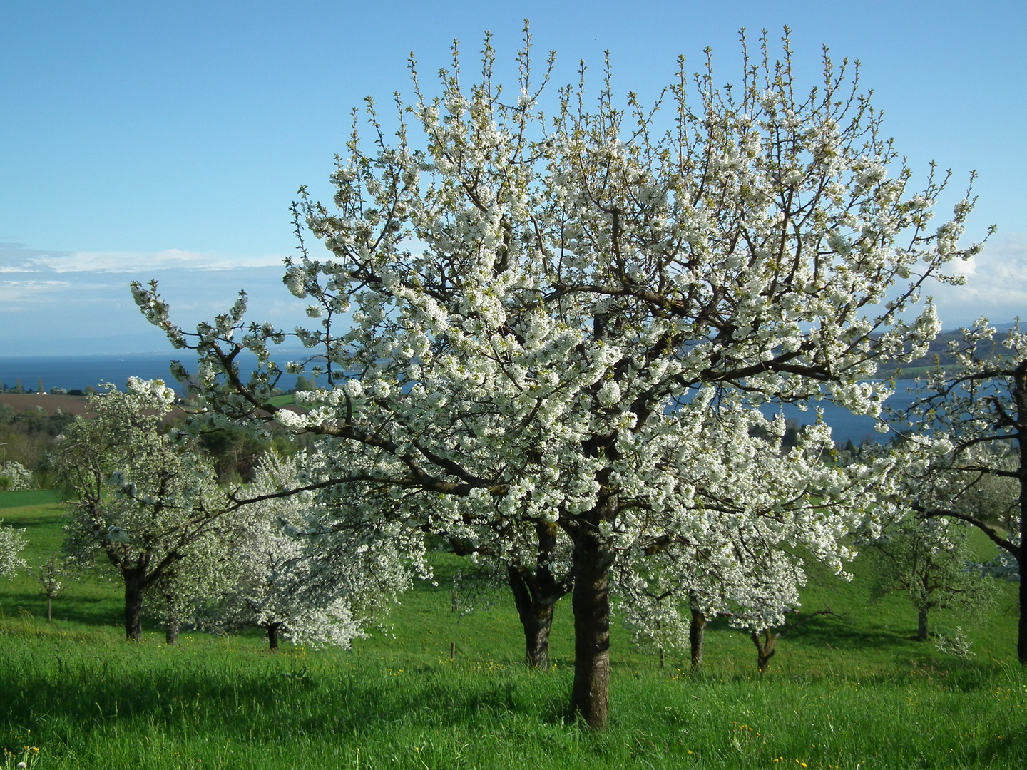 Obstblüte