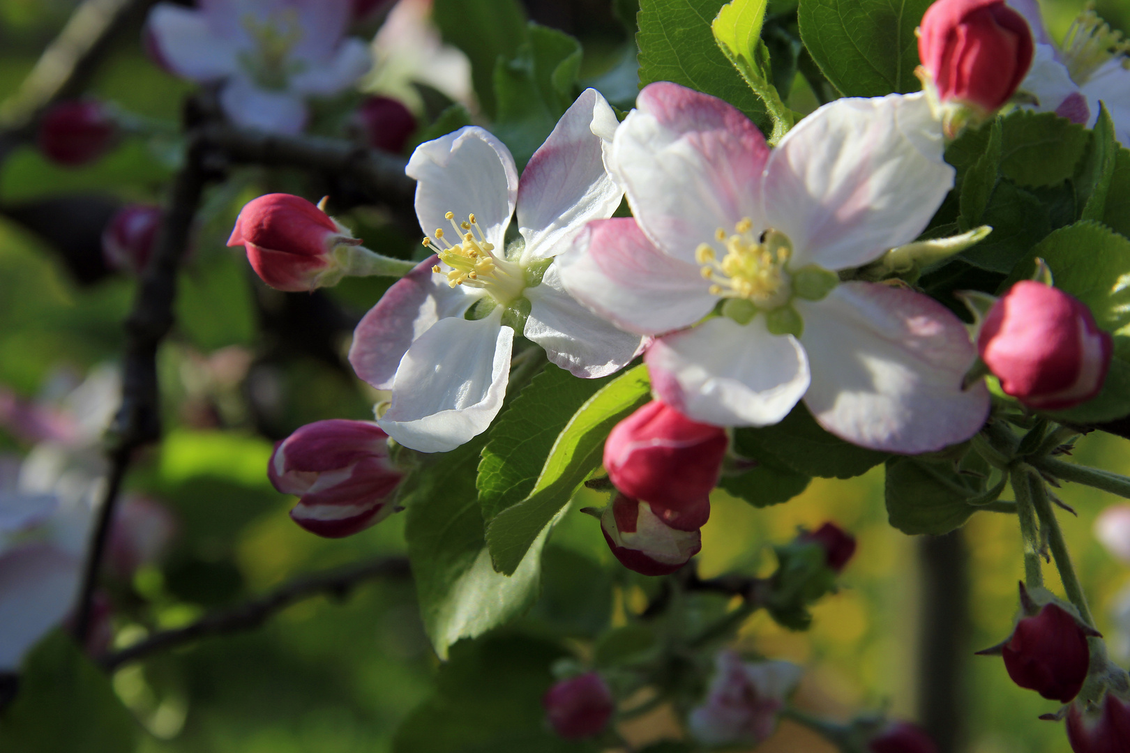 Obstblüte