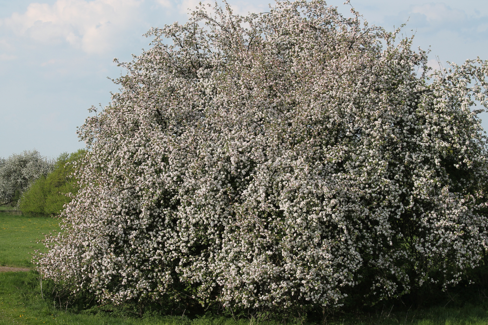 Obstblüte