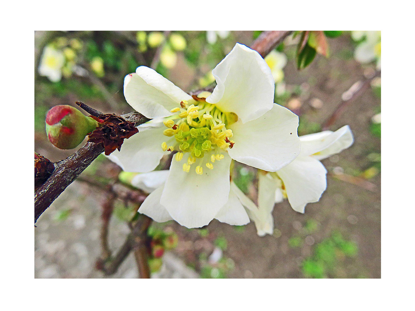 Obstblüte