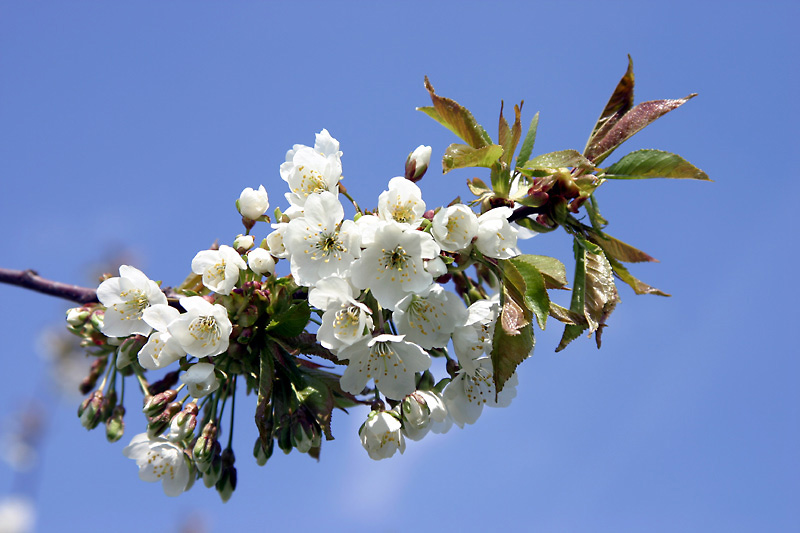 Obstblüte