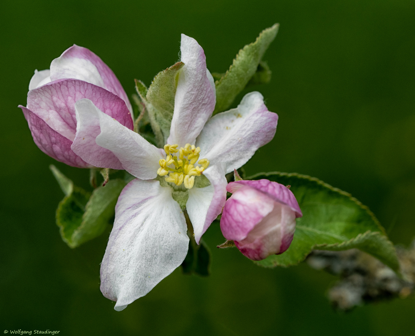 Obstblüte