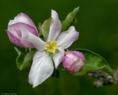 Obstblüte