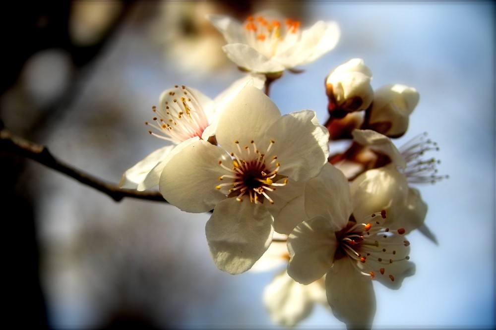 Obstblüte