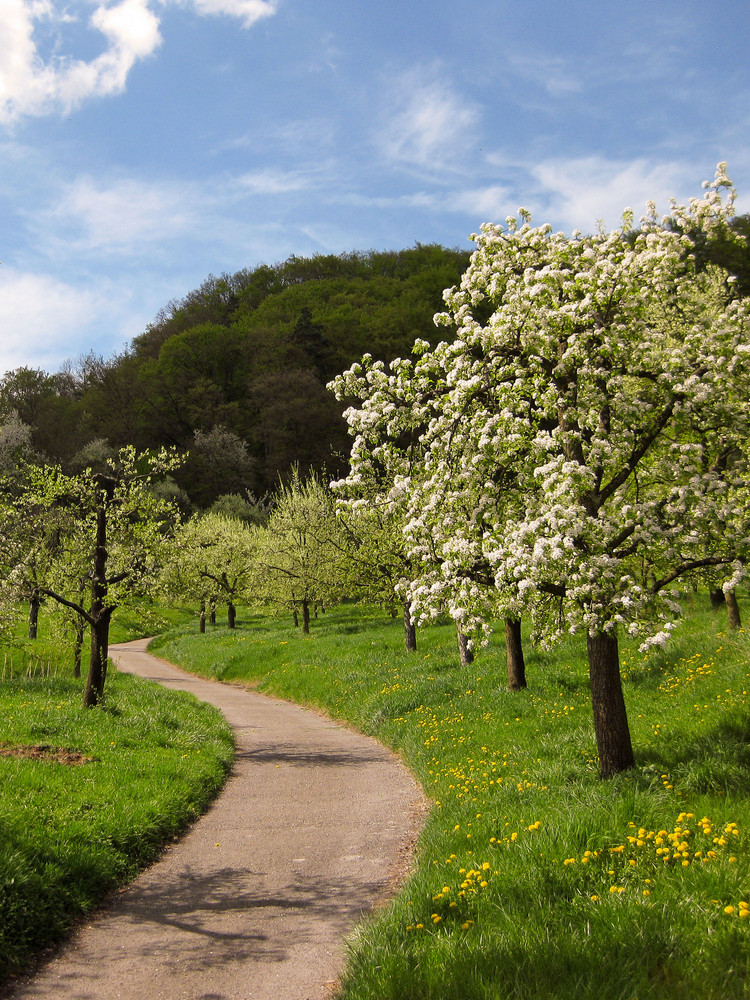 Obstblüte