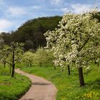 Obstblüte