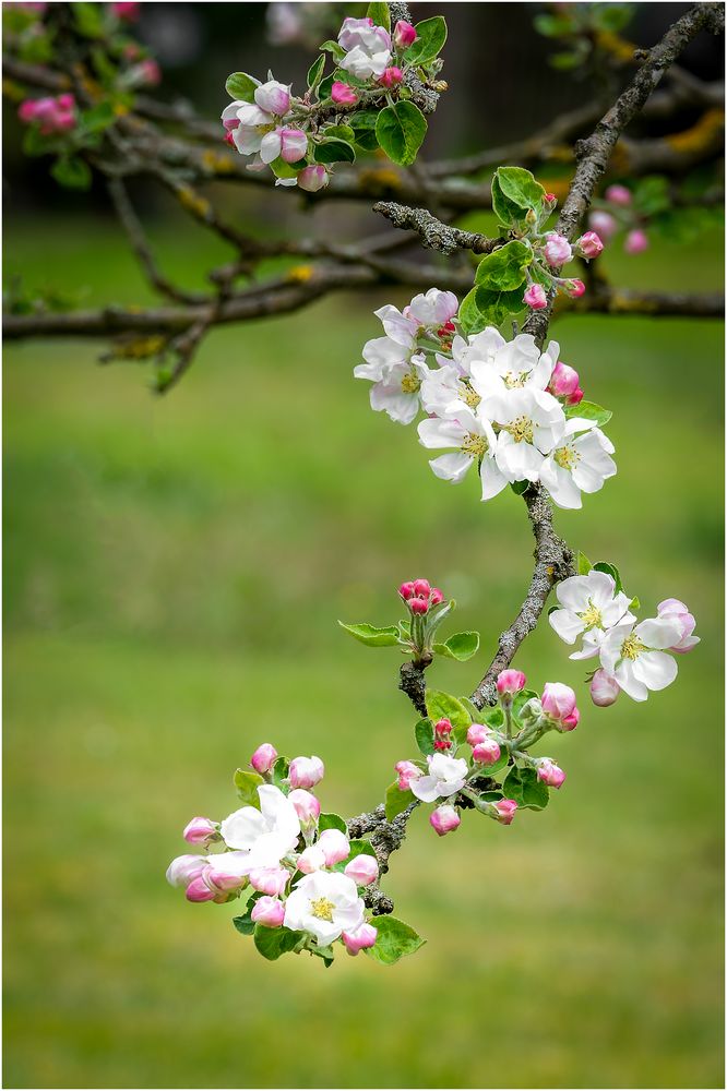 Obstblüte....