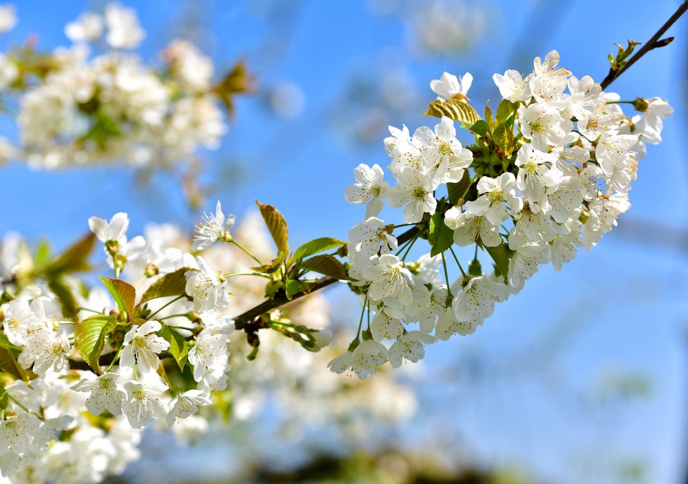 Obstblüte