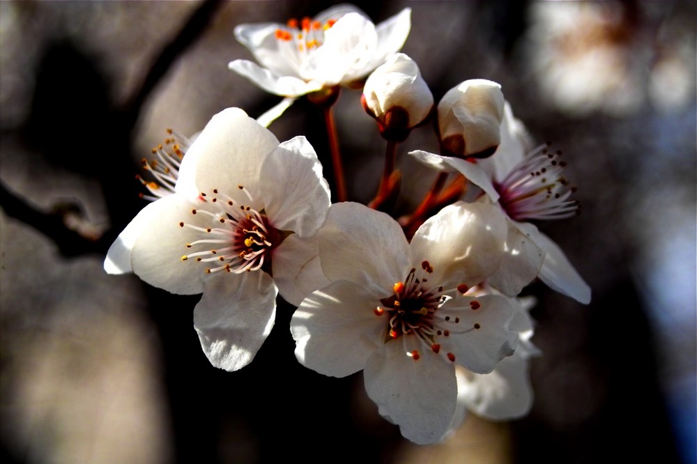 Obstblüte