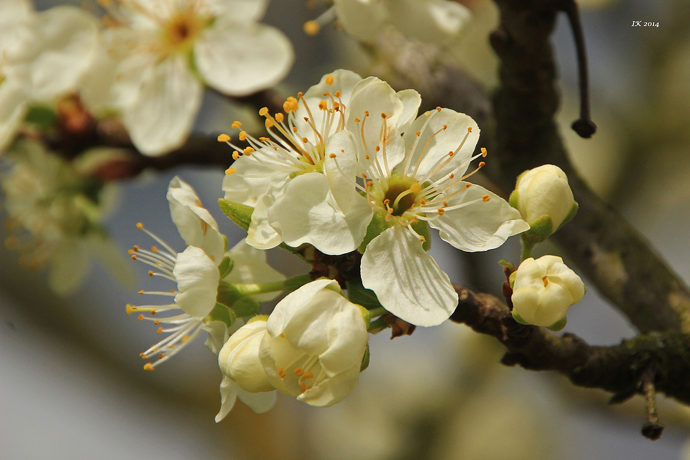 Obstblüte