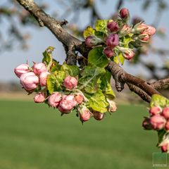 Obstblüte