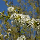 Obstblüte