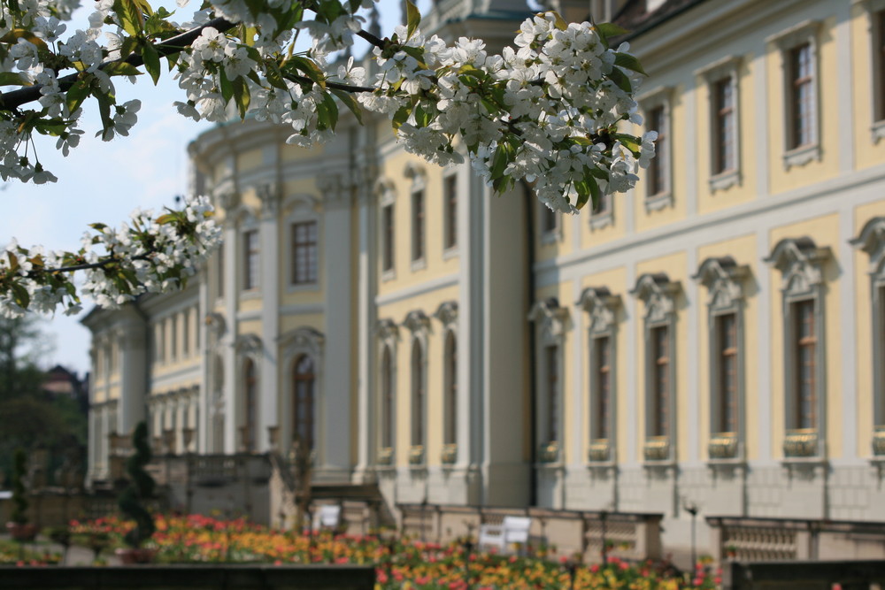 Obstblüte am Residenzschloss Ludwigsburg