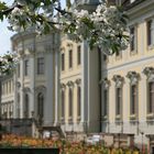 Obstblüte am Residenzschloss Ludwigsburg