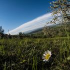 Obstblüte am Schönbuchrand (Kayh/Mönchberg)