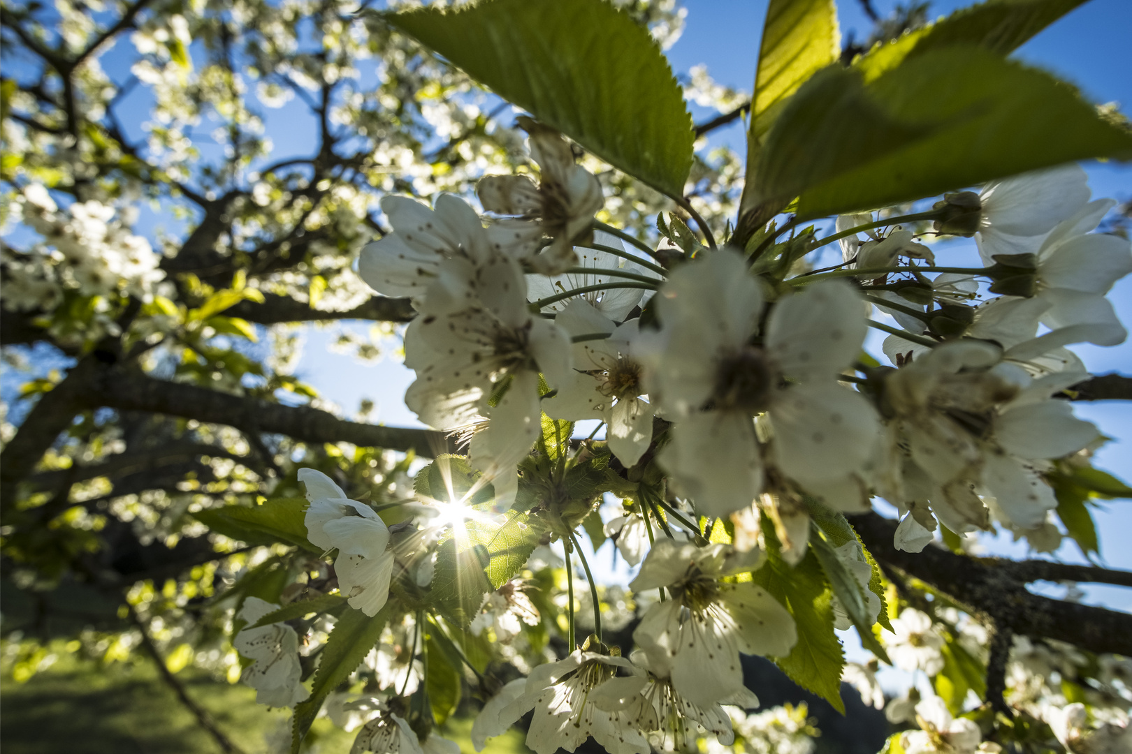 Obstblüte am Schönbuchrand (Kayh/Mönchberg)