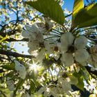 Obstblüte am Schönbuchrand (Kayh/Mönchberg)