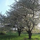 Obstblüte am Tüllinger