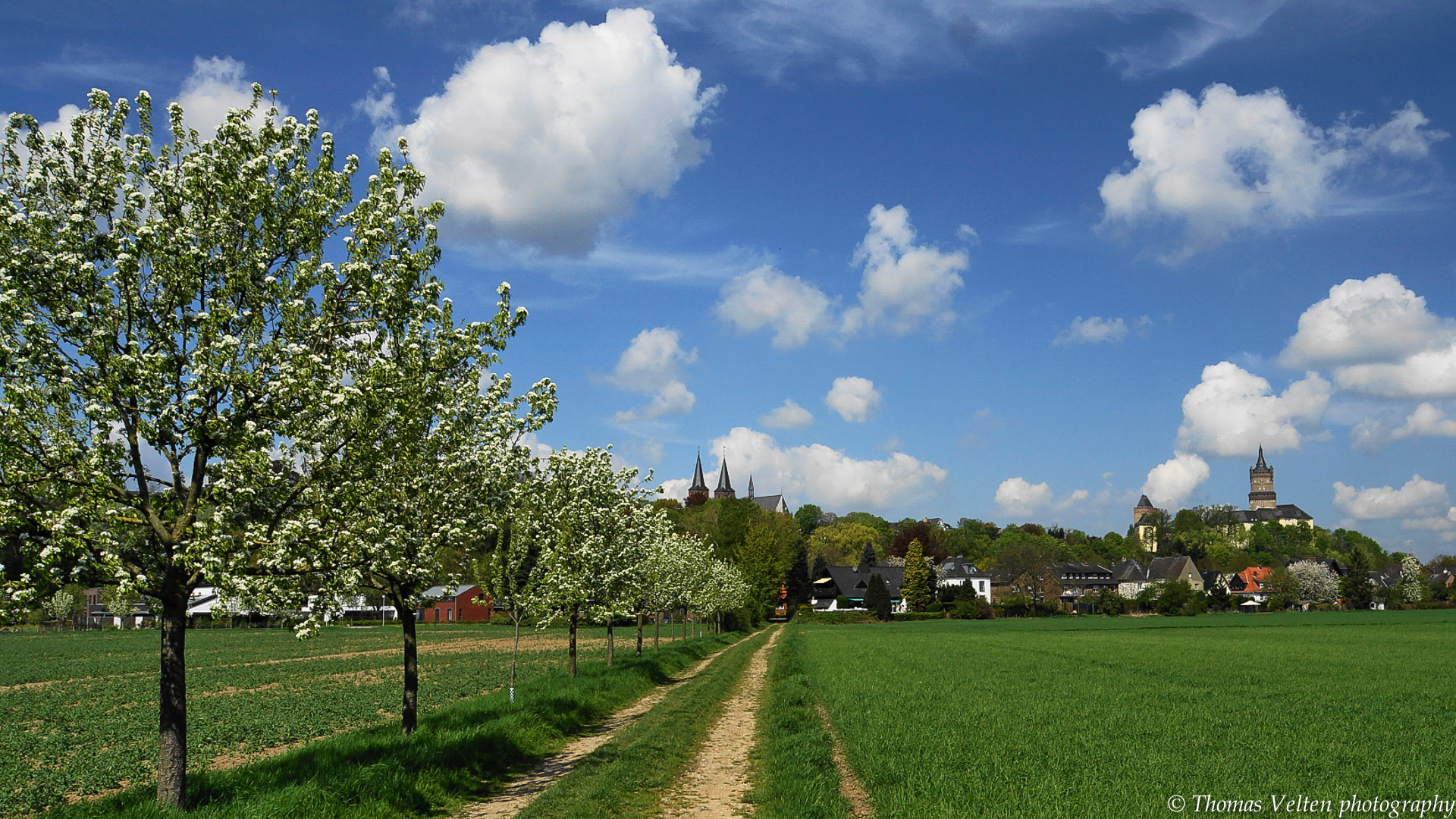 Obstblüte an der Birnenallee mit Stiftskirche und Schwanenburg