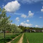 Obstblüte an der Birnenallee mit Stiftskirche und Schwanenburg