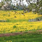 obstblüte auf löwenzahn