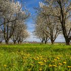 Obstblüte aus der Sicht eines Grashüpfers