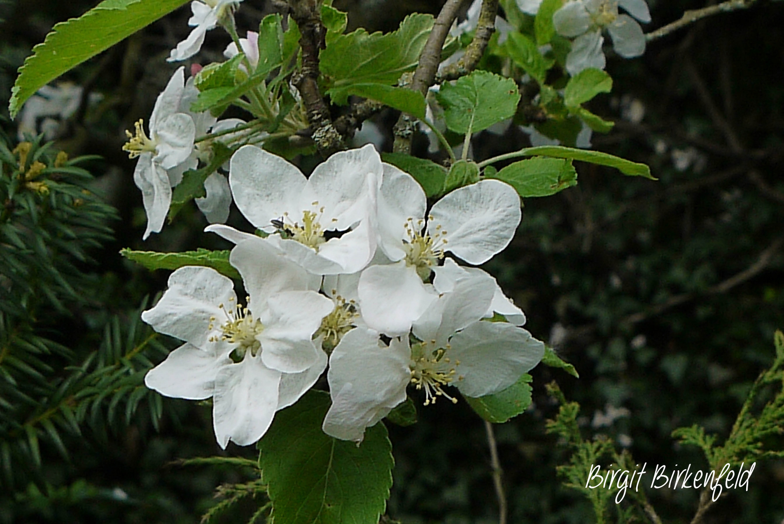 Obstblüte