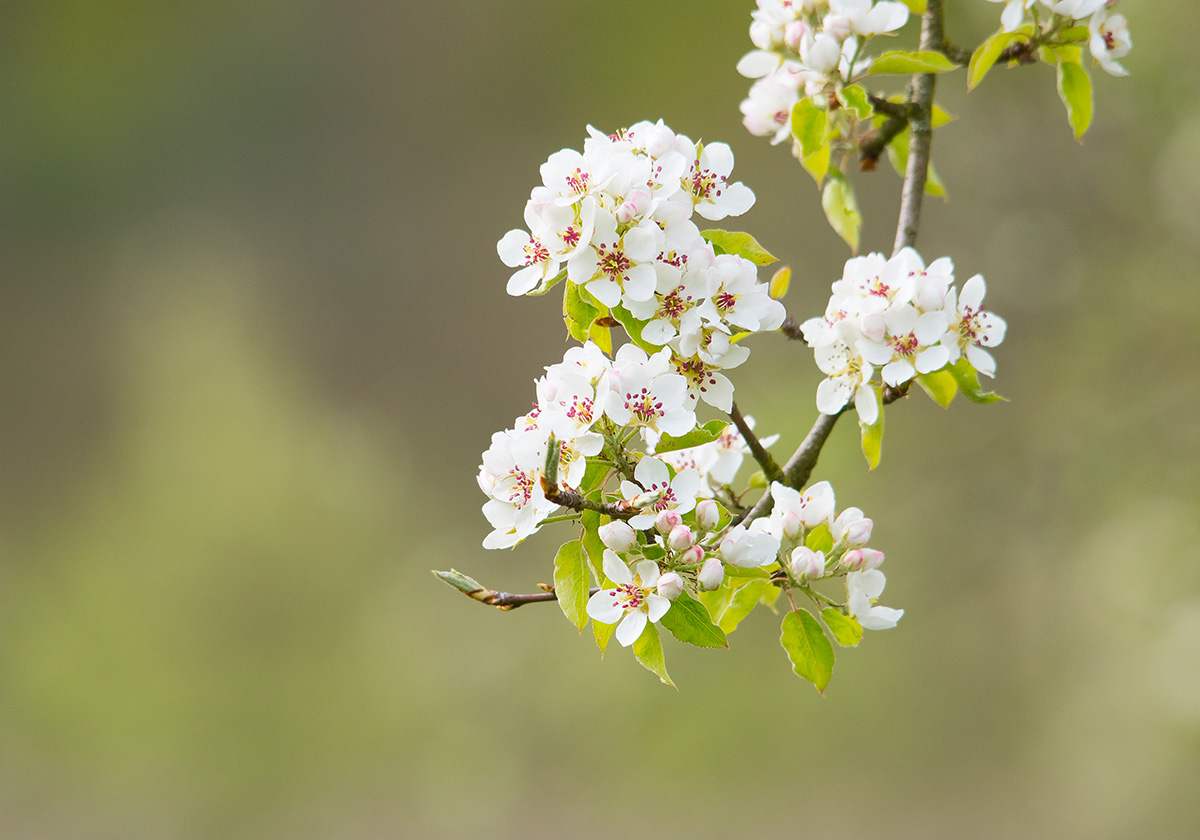 Obstblüte