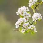 Obstblüte