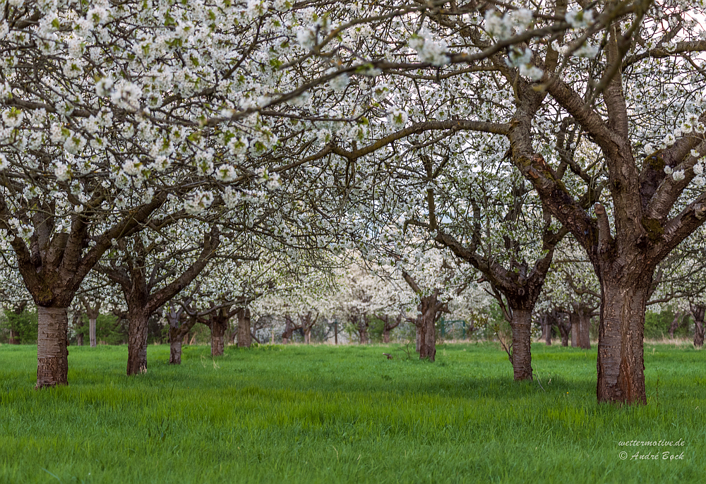 Obstblüte