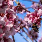 Obstblüte bei Freinsheim