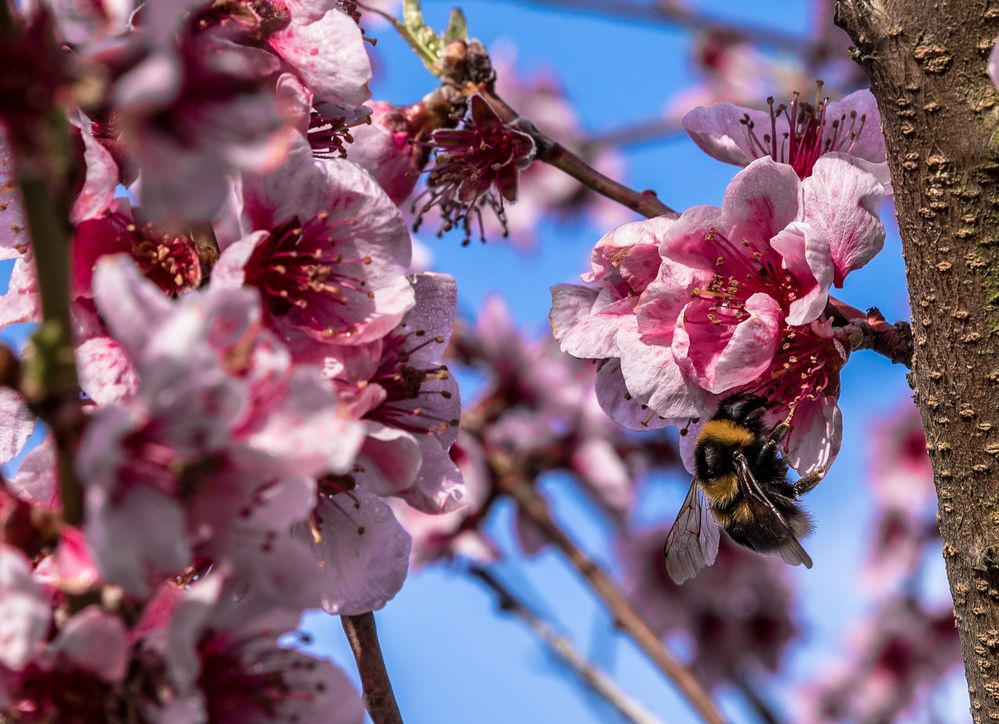 Obstblüte bei Freinsheim