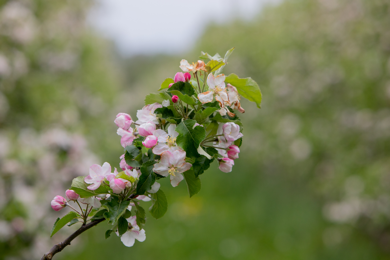 Obstblüte