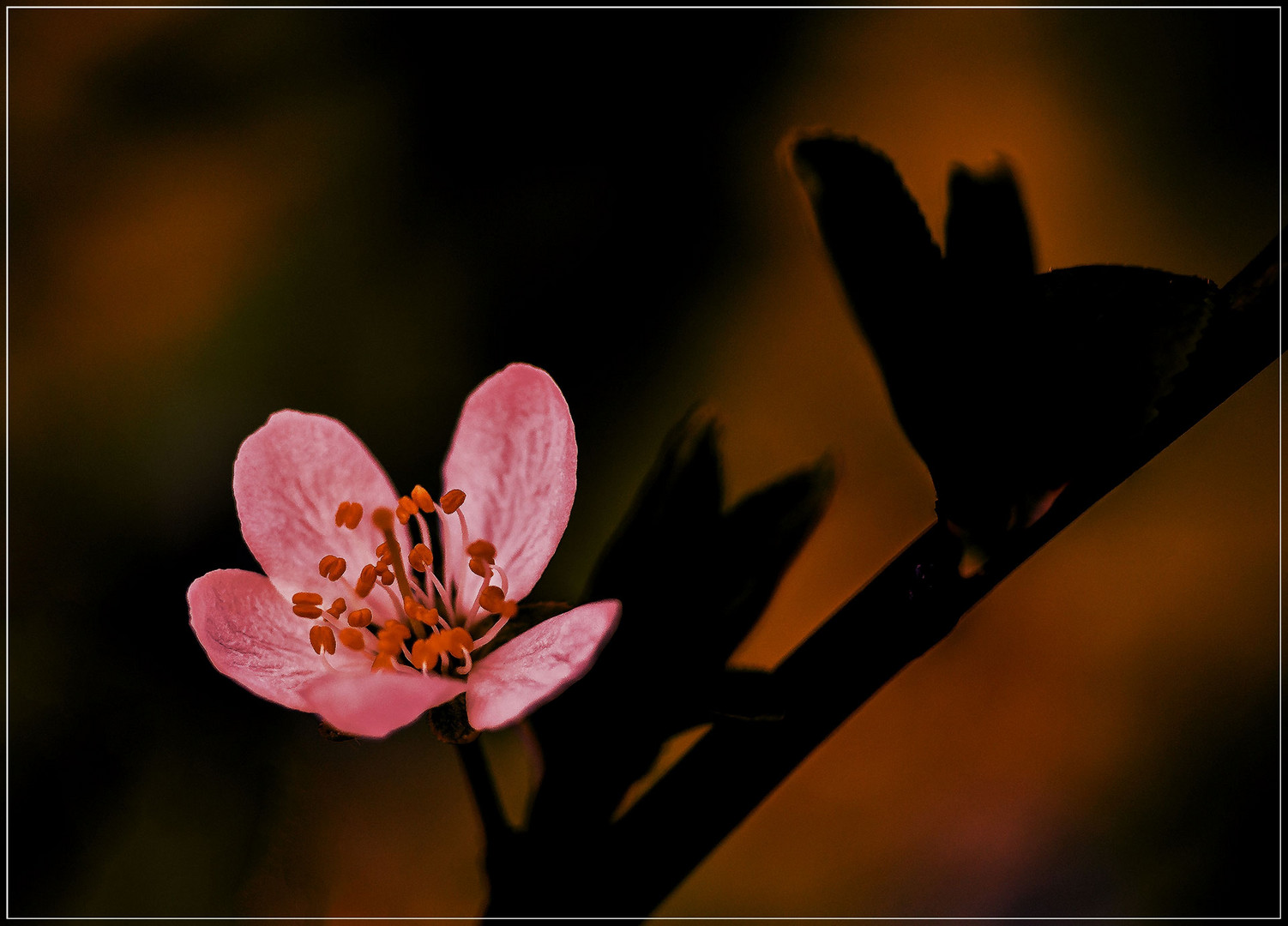 Obstblüte  !!!