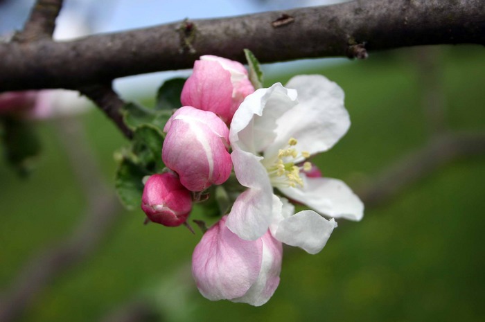 Obstblüte