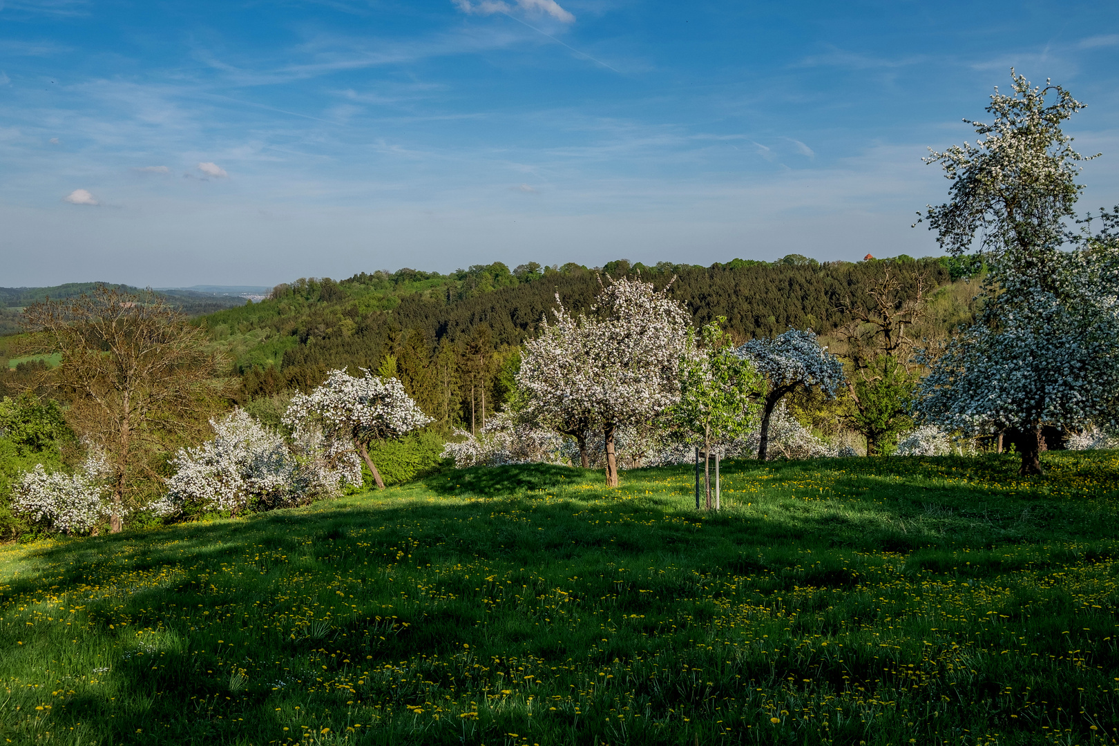 Obstblüte