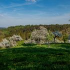 Obstblüte