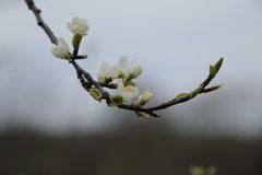 Obstblüte