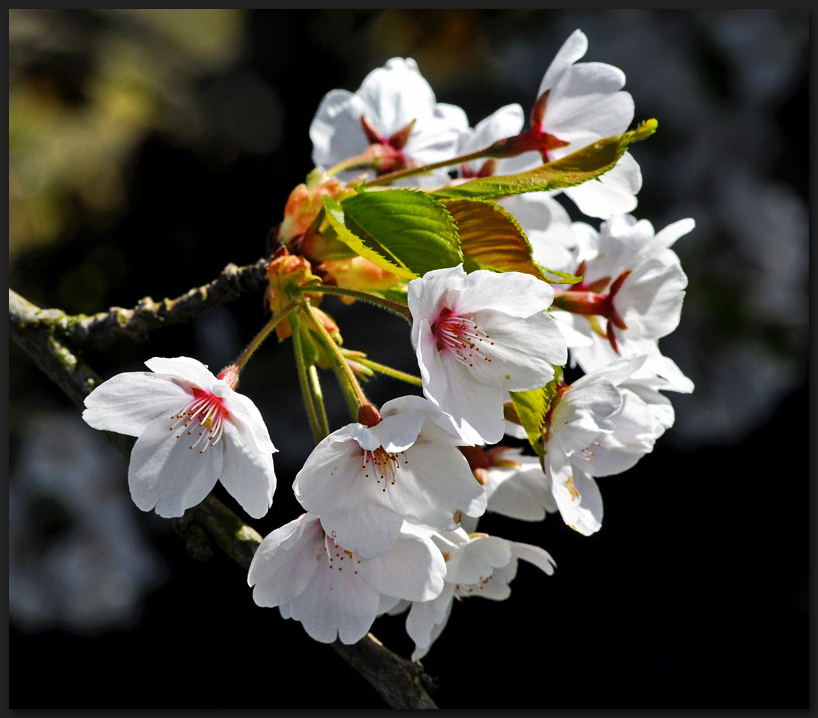 Obstblüte