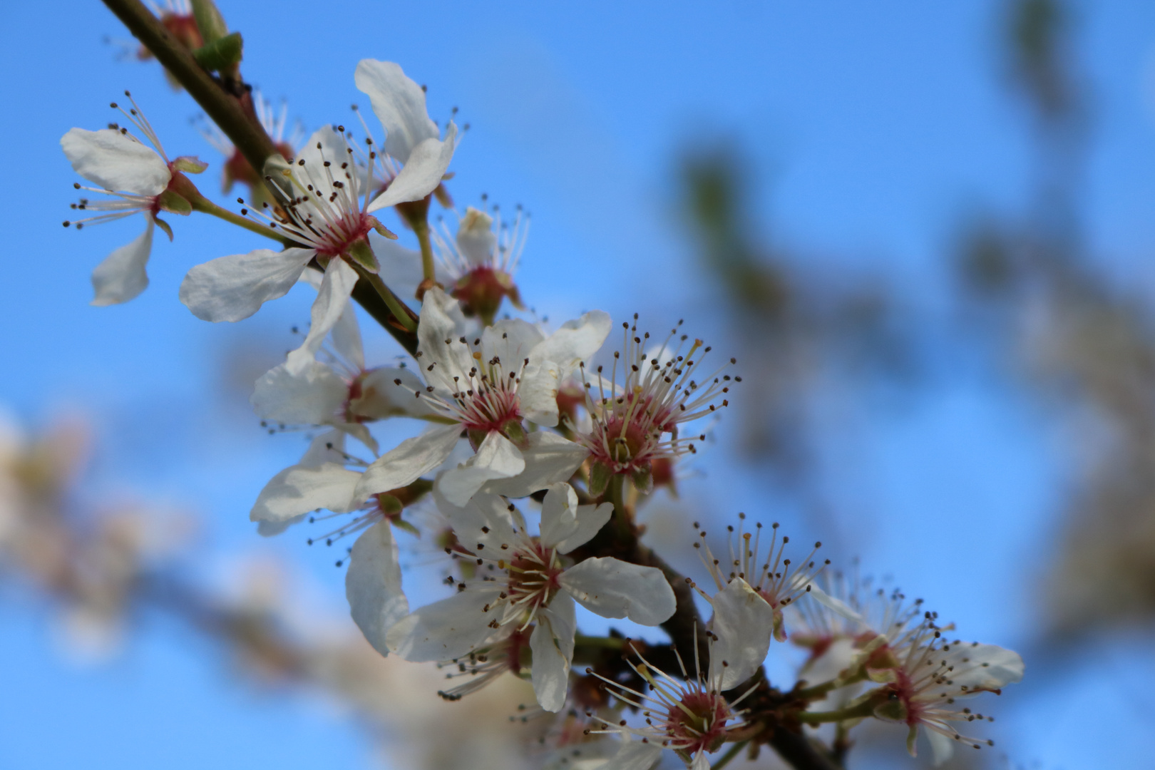 Obstblüte die 2te