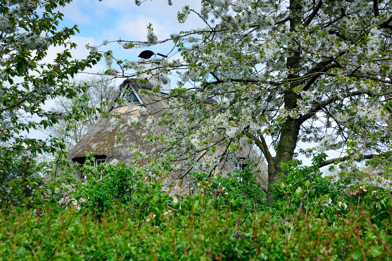 Obstblüte