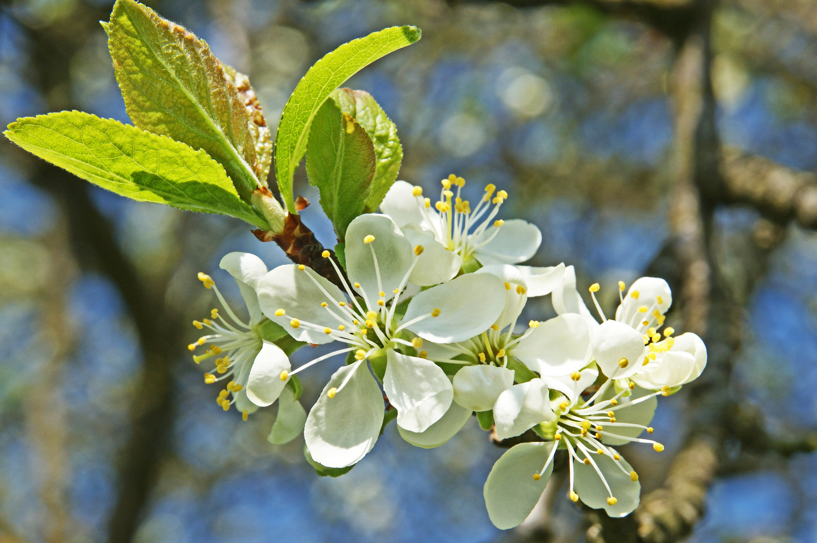 obstblüte