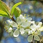 obstblüte