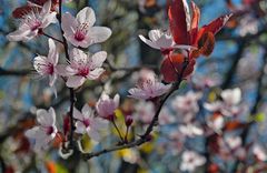 obstblüte