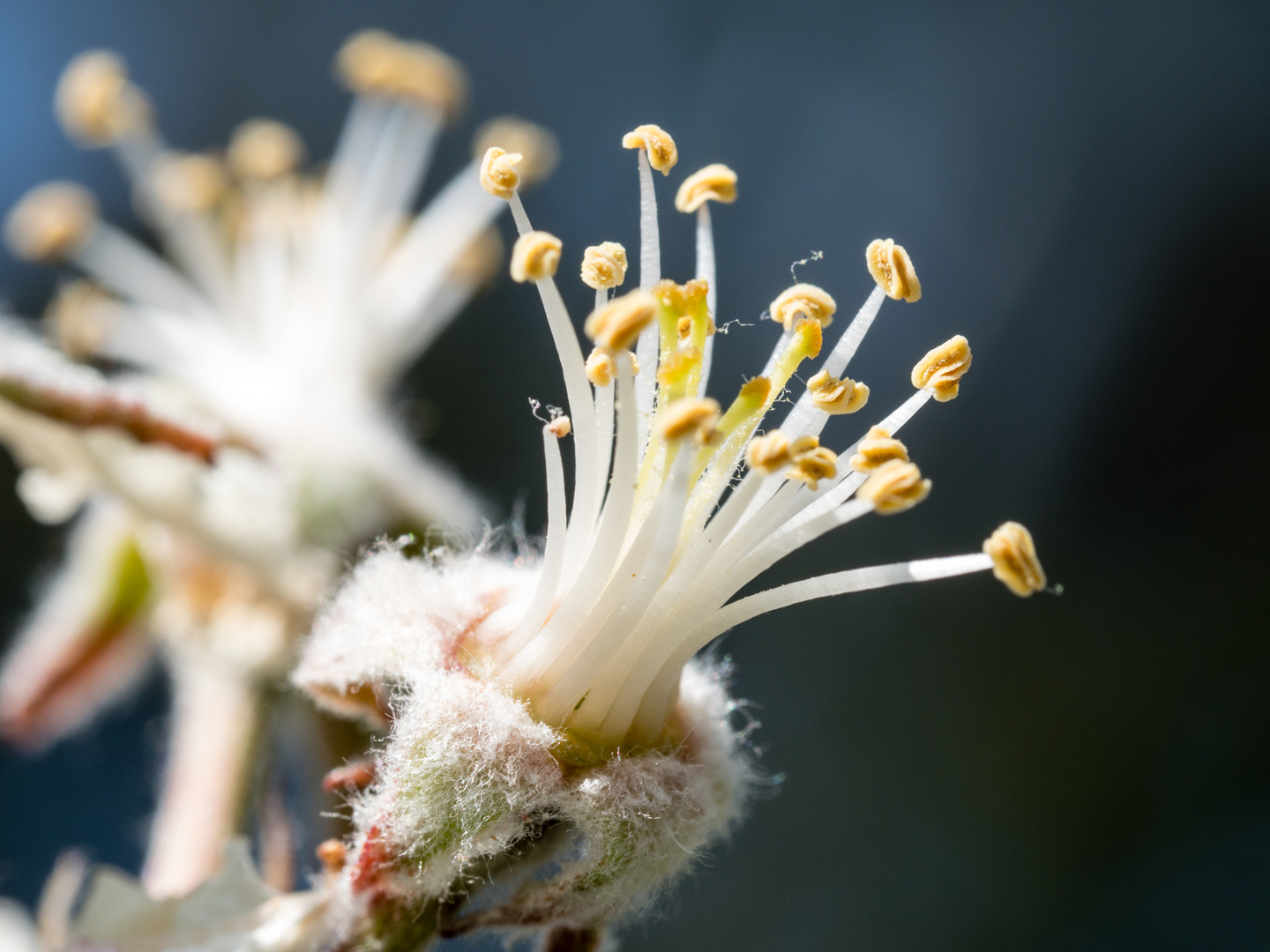 Obstblüte fast vorbei