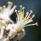 Obstblüte fast vorbei