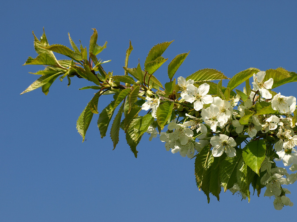 Obstblüte