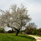 Obstblüte - fleur de fruit