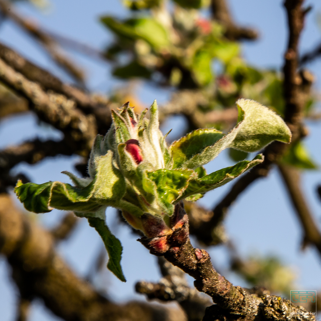 Obstblüte, ganz am Anfang