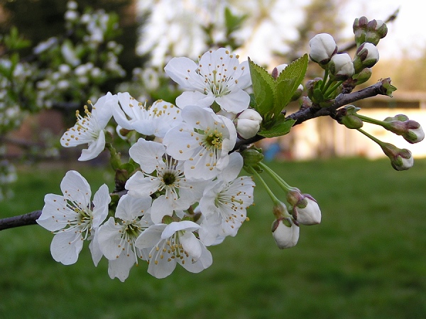 Obstbluete ganz nah, Kirsche?